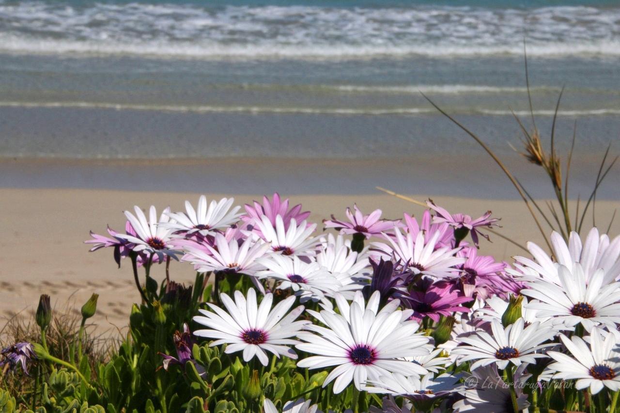 Western Australia fiori