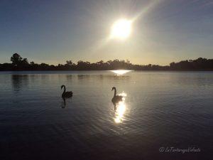 Western Australia black swans