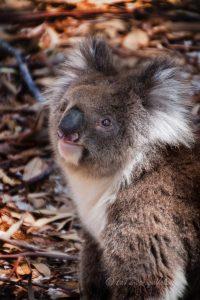 Western Australia Koala attivo
