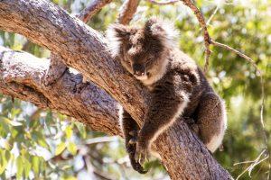Western Australia koala