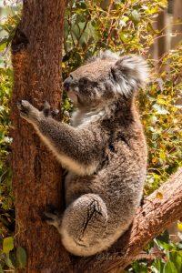 Western Australia Koala fermo
