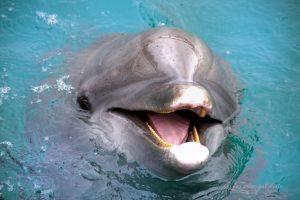 Western Australia Monkey Mia