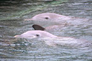 Western Australia delfini a passeggio