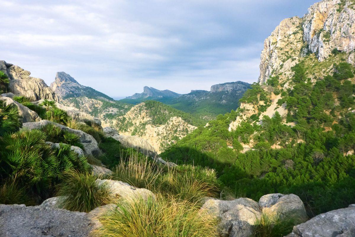 From Mirador d'es Colomer, Cap de Formentor spreads out to the sea in an imposing carpet of lush green rock, Mallorca, Spain - © Lila Pharaoh / franks-travelbox