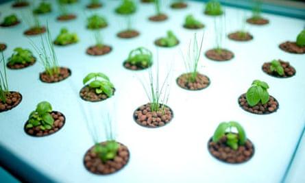 Dalston Farm Shop, Dalston, London