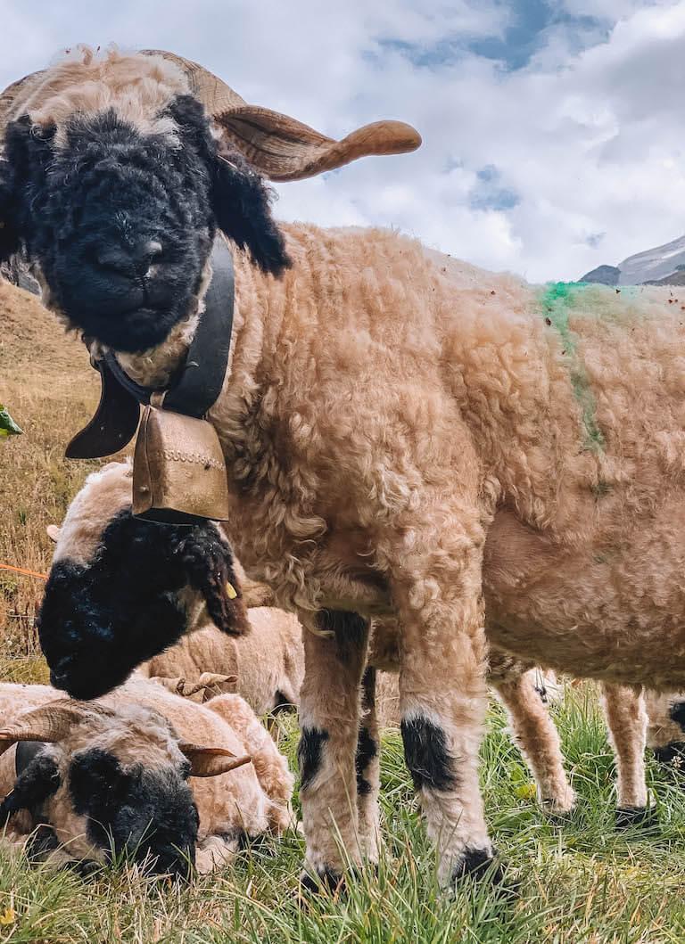 Waliser Schwarznasenschafe